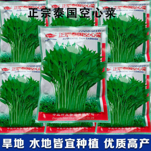 泰国空心菜种子空心菜蕹菜种子旱地水地南方春夏秋三季蔬菜籽
