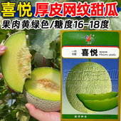 网纹甜瓜种子绿肉甜瓜种籽喜悦超甜网纹哈密瓜高产春季 南北方水果