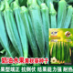 奶油水果秋葵种子黄秋葵种籽奶油红秋葵种孑四季 播蔬菜种子