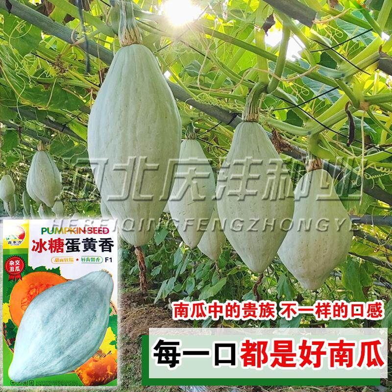 东北丑瓜种子冰糖蛋黄香南瓜香蜜粉糯甜面软糯干面香板栗南瓜种籽