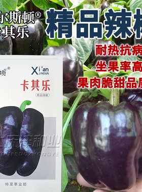查尔斯顿紫色甜椒种子紫辣椒种籽高产基地用红甜椒灯笼椒种子新籽