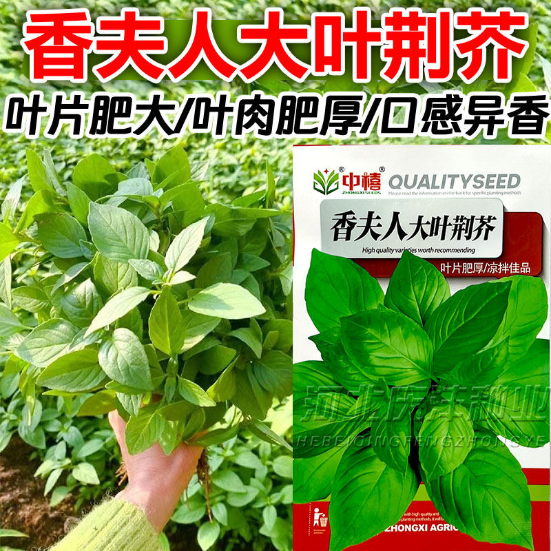 大叶荆芥种子特大叶荆芥籽河南特产叶片肥厚春夏秋季播种青菜籽种