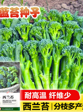 西兰苔种子小西兰花芦笋青花菜西洋芥兰笋秀兰芥蓝籽四季播蔬菜籽