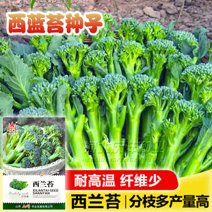 西兰苔种子小西兰花芦笋青花菜西洋芥兰笋秀兰芥蓝籽四季播蔬菜籽