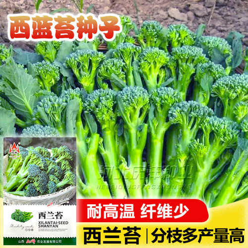 西兰苔种子小西兰花芦笋青花菜西洋芥兰笋秀兰芥蓝籽四季播蔬菜籽