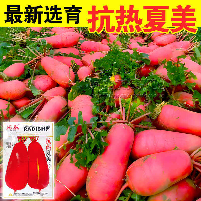 抗热大红皮萝卜种子地红不糠心罗卜种子徐州大红袍萝卜籽耐热高产
