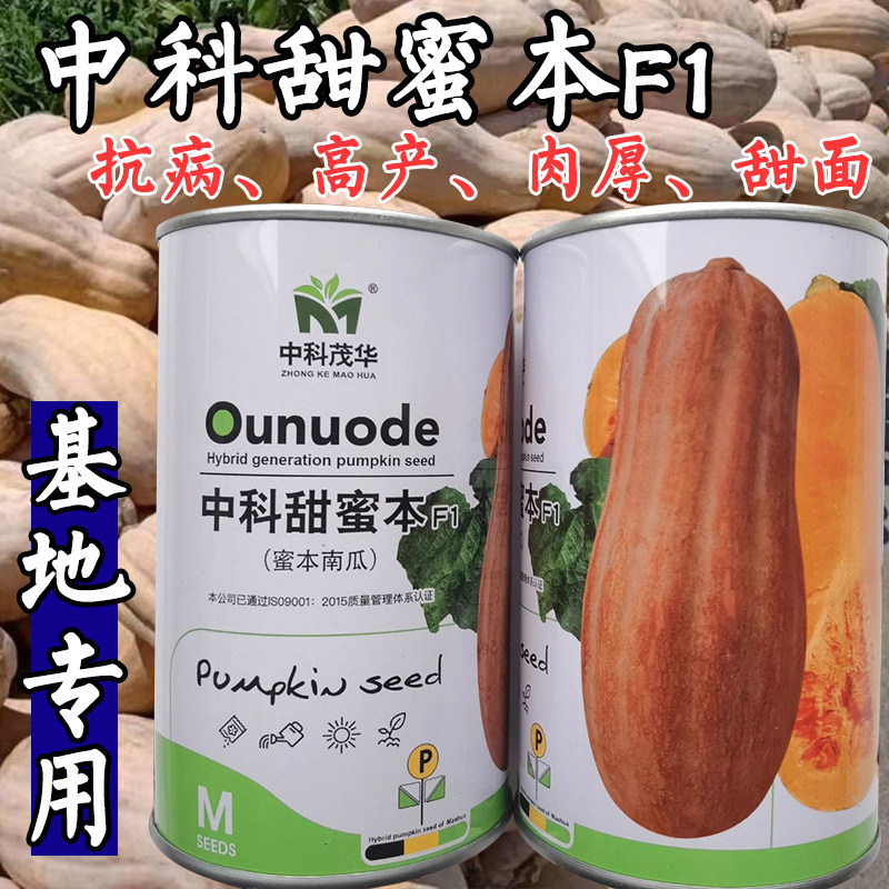 大果甜蜜本南瓜种子中科茂华早中熟高产面甜蜜本南瓜倭瓜种子籽孑