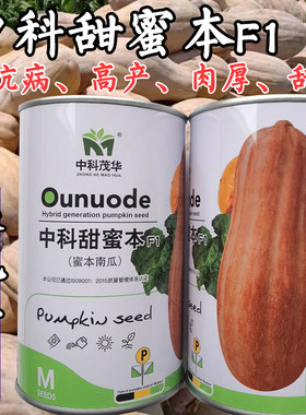 南瓜倭瓜种子籽孑大果高产面