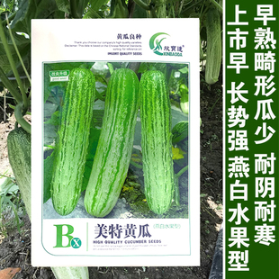 燕白黄瓜种子种籽孑春季早熟蔬菜南方四季籽种菜籽菜种秋季白黄