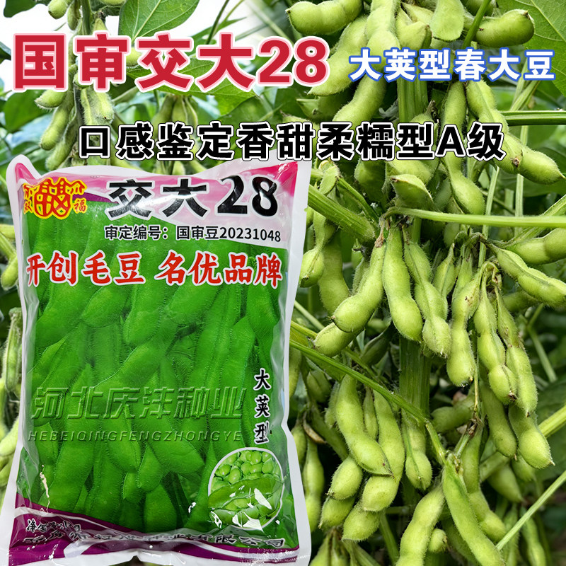 交大28大粒毛豆种子种籽子黄豆大豆春季特早熟大全菜种高产四季播