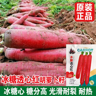 透心红胡萝卜种子水果萝卜秋播传统通老品种菜园阳台盆栽蔬菜籽红