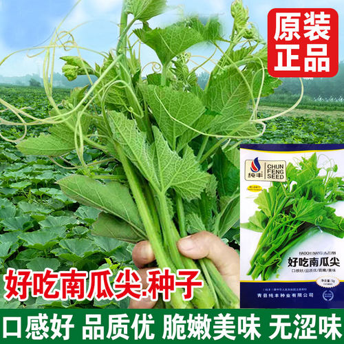 南瓜尖种籽南瓜苗种子