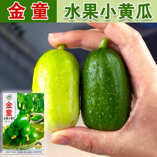 迷你水果黄瓜种子金童玉女小黄瓜种籽春夏秋四季盆栽阳台蔬菜种籽