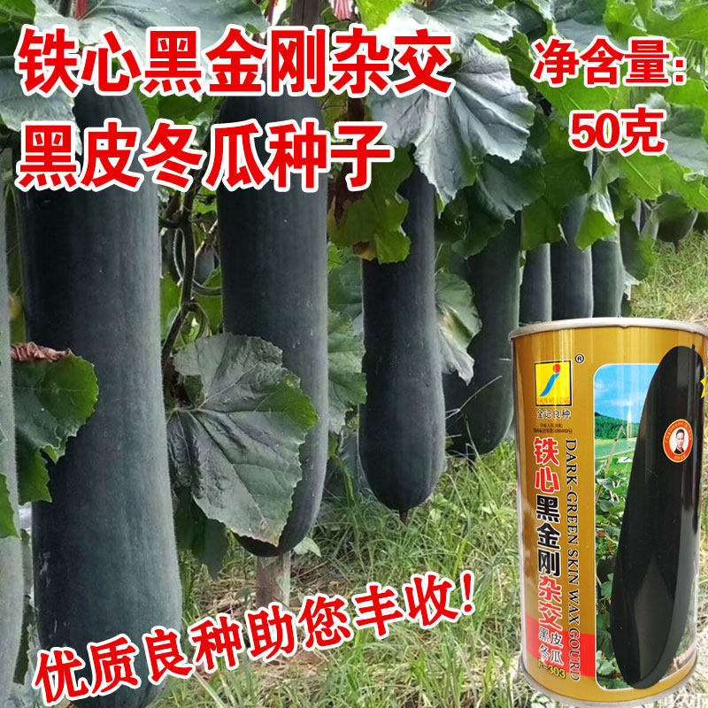 黑金刚黑皮大冬瓜种子种籽苗特大东瓜蔬菜孑铁心四季炮弹巨型冬瓜