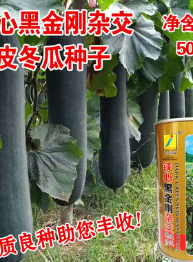 河北庆丰冬瓜种子四季
