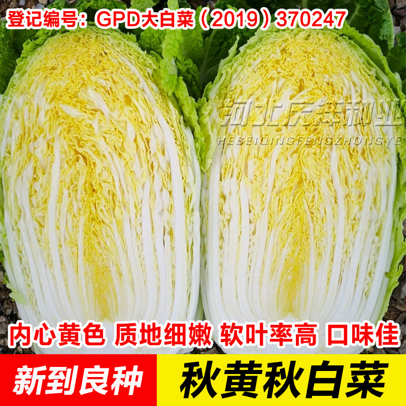 冬季种孑山东大白菜秋宝