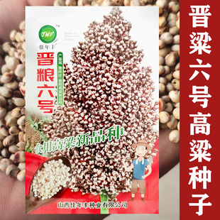 白高梁种子食用矮高粱种子白粘高梁籽高产春播白高粱种子白高粱米