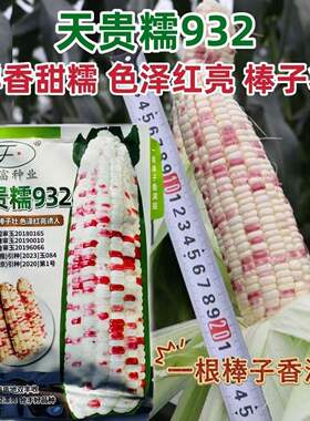晓富种业糯932彩甜糯玉米种子