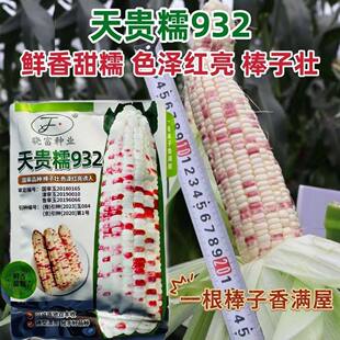 天贵糯932彩甜糯玉米种子春季大棒彩甜糯玉米种子籽鲜食玉米种子