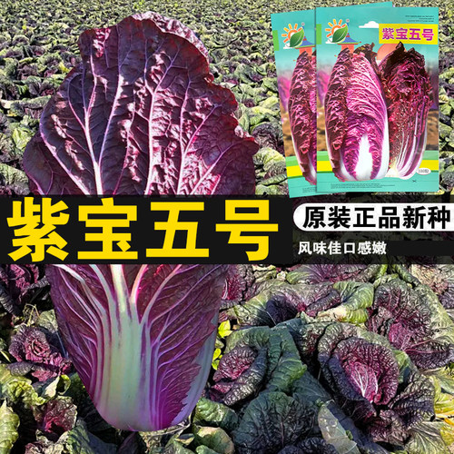 紫宝种孑春秋四季大白菜