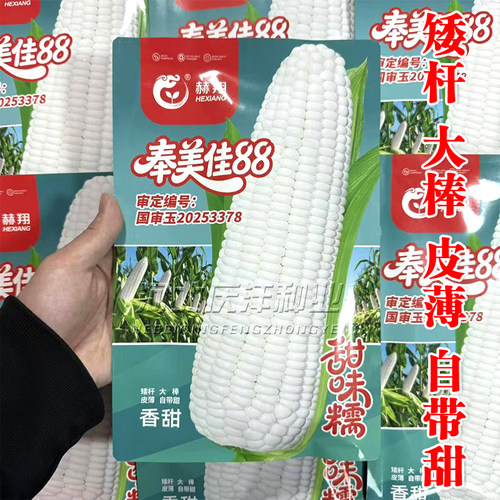 奉美佳88甜糯玉米种子早熟高产