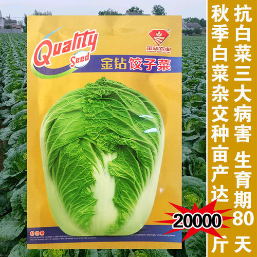 金钻饺子抗病营养四季播大白菜