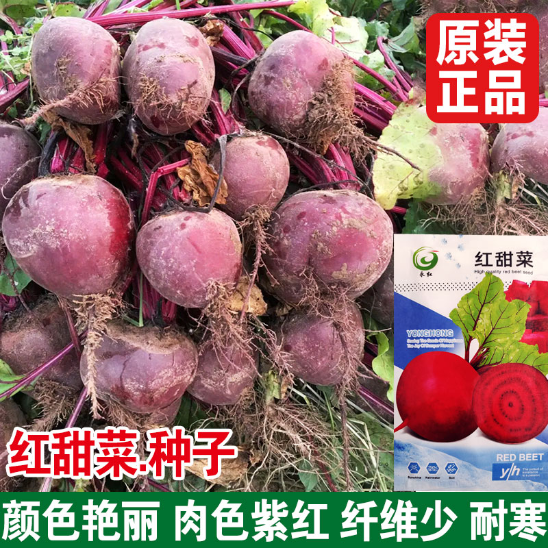 红甜菜种子四季播甜菜根