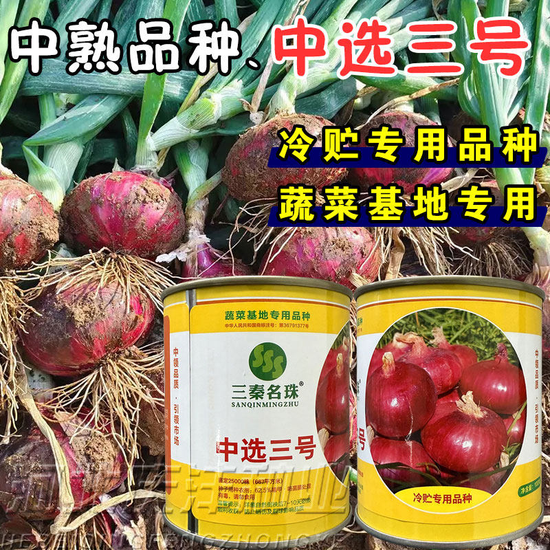 中领中选三号中熟扁圆型紫红皮洋葱种子产量高耐寒洋葱冷库储存