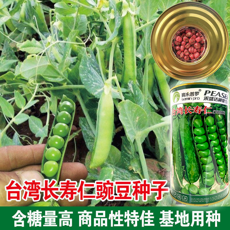 台湾长寿仁豌豆种子甜豌豆种籽青豌豆种籽甜豆蔬菜种孑农家四季豆
