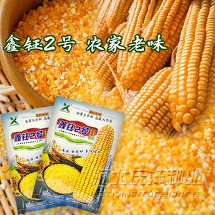 东北大碴子玉米小粒黄玉米种子玉米面玉米粒玉米棒老品种玉米熬粥