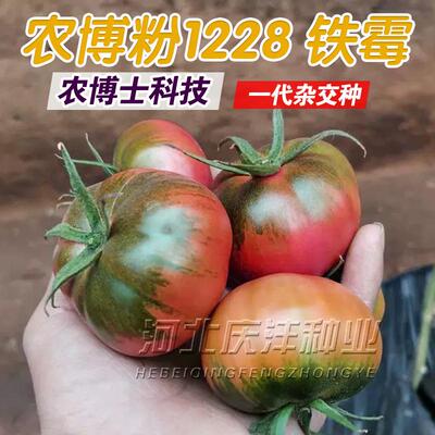 1228西红柿种子种籽孑