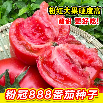 粉冠番茄种子早春季秋延种苗西红柿种籽高产四季大棚蔬菜种孑