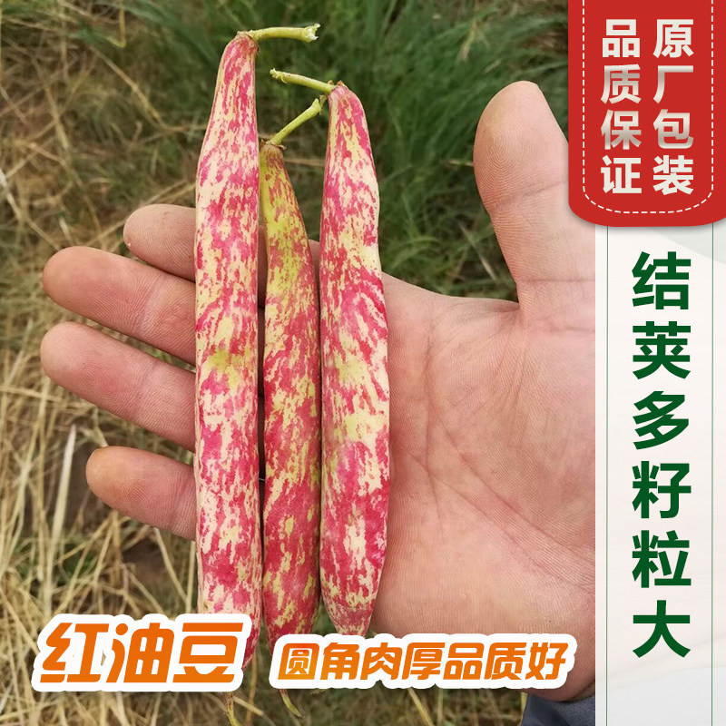 东北红金勾钩豆角种子种籽炖肉沟扁豆芸豆油豆芸豆四季黄金钩播种