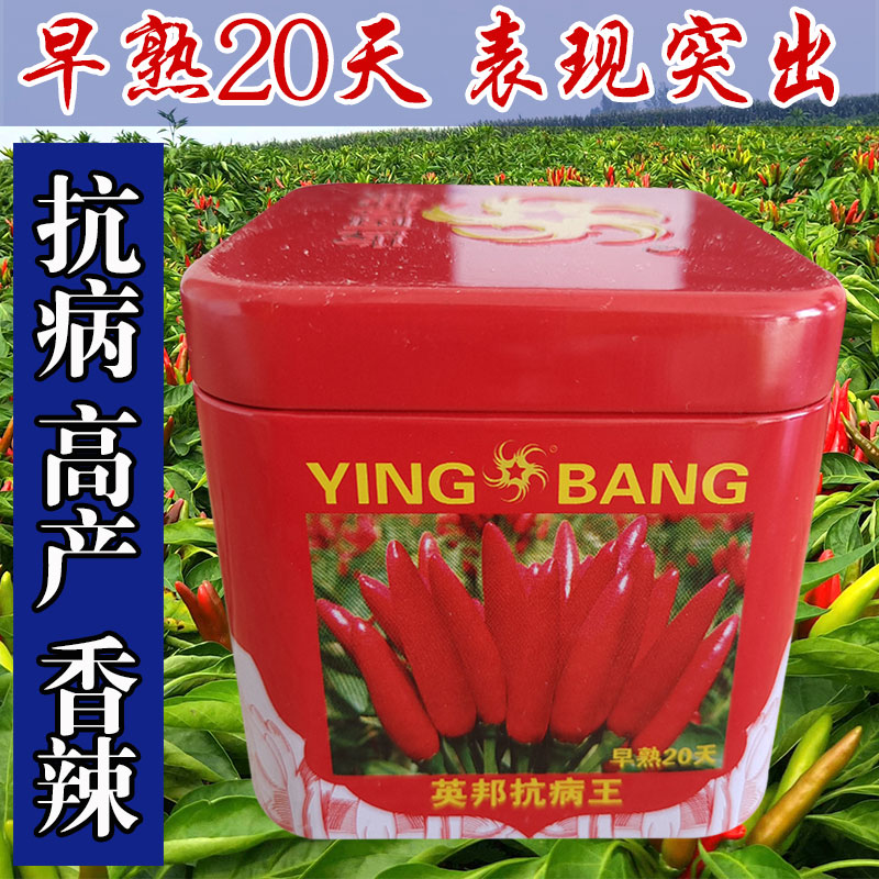 英邦高产抗病王三樱椒原种朝天椒朝天红小辣椒种子辣味浓大田早熟