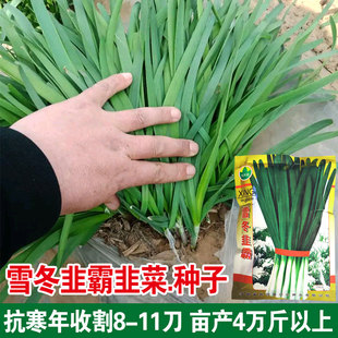 韭菜种子四级不休眠菲菜韭黄盆栽根蔬菜菜种孑四季韭菜种籽苗家庭