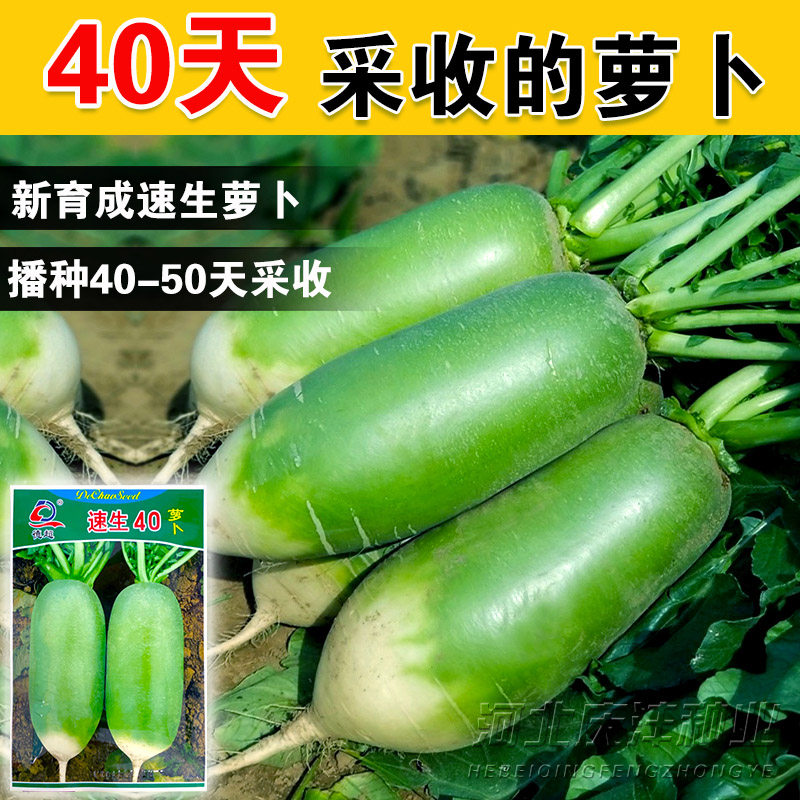 水果萝卜种子速生40萝卜种籽夏秋季专用抗热口感脆甜水多农家种孑