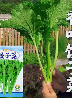 阳台盆栽春秋香菜四季香