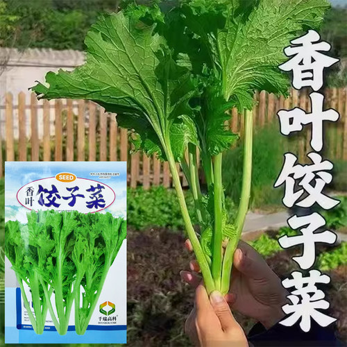 阳台盆栽春秋香菜四季香
