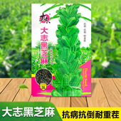 黑芝麻种子黑色食品好种五谷杂粮种子全国通用型高油矮脚芝麻种籽
