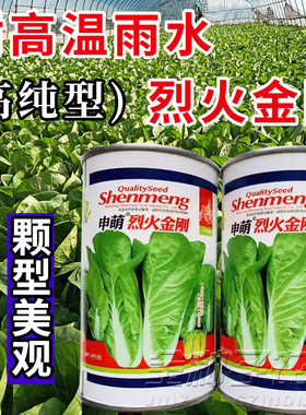 烈火金刚快菜种子耐热耐湿