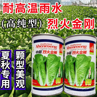 烈火金刚快菜种子耐热耐湿夏秋白菜抗热速生快菜蔬菜种子大田基地