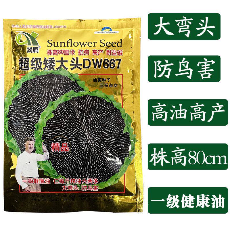 超矮大头DW667抗倒伏早熟向日葵出油率高春夏季播油葵种子