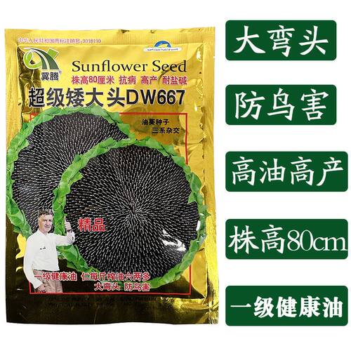 超矮大头dw667出油率高向日葵