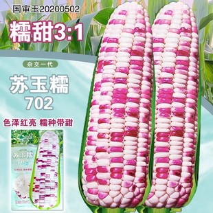 高产四季 彩糯玉米种子花甜玉米种籽甜糯粘苞米籽春夏季 蔬菜种孑