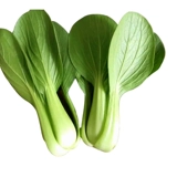 Семена семян овощного семян Шанхай Зеленые семена балконы рапсовые рапсы 孑 孑 Four Seasons Seed Seed Seed Seed Seed Seed Seed Seed