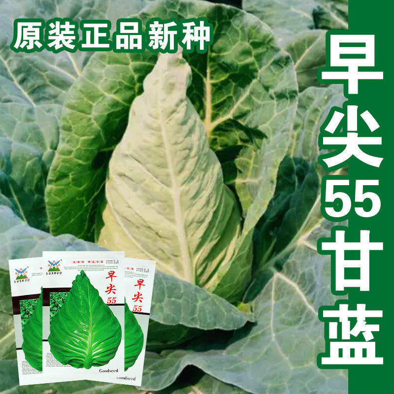 早熟55天包菜卷心菜牛心甘蓝种子春秋早熟春甘蓝包菜蔬菜蔬果春季