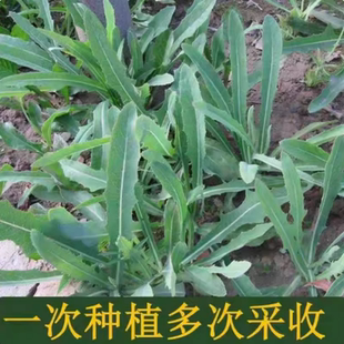 苦麻菜种子籽种农家野生苦菜野菜苦荬菜曲麻菜阳台四季播蔬菜种籽