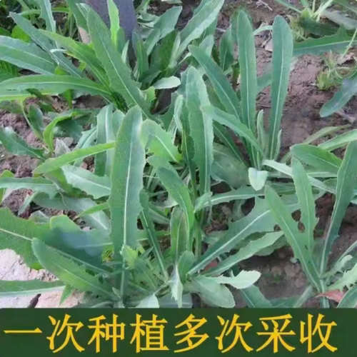 苦麻菜种子籽种农家野生苦菜