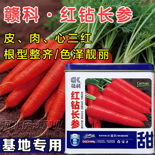 红钻长参胡萝卜种子三红胡萝卜种子籽心红甜胡萝卜秋季播基地