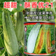超甜酥香优21羊角蜜甜瓜种子特大羊角脆甜瓜种籽坐果率高早熟抗病